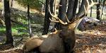 The Deer and His Image