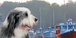 The Town Greeter