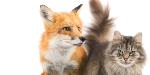 The Cat and the Fox