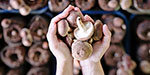Are Mushrooms the New Plastic?