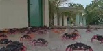 Red Crabs on the Loose