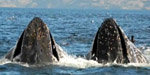 Whale Watching in Chile