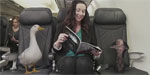 WestJet Welcomes Pets On Board
