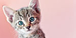 What's Your Cat Saying?
