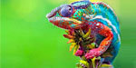 Cool Chameleon Colors