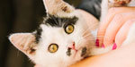 Kitten Therapy