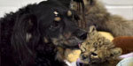 A Dog Raises Baby Cheetahs