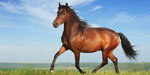 Horses