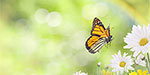 The Butterfly Family