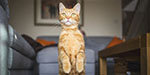 Catspiracy