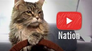13 Cat Videos That Justify the Internet