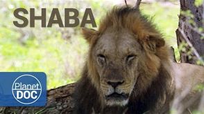 Full Documentary. Shaba. The Land of God and Devil - Planet Doc Full Documentaries