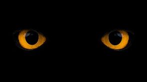 What Do We See in The Dark?