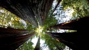 The Most Amazing Thing About Trees