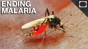 Are We Close To Ending Malaria?