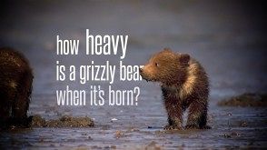 Wanted: Grizzly Bears?